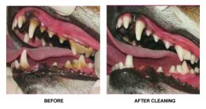Isn't it time for your pet's teeth cleaning?
