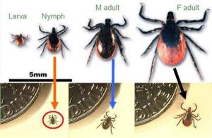 Deer Ticks & Lyme Disease